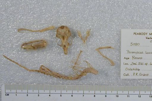 Peromyscus leucopus noveboracensis