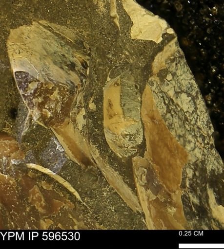 undet. Mollusca