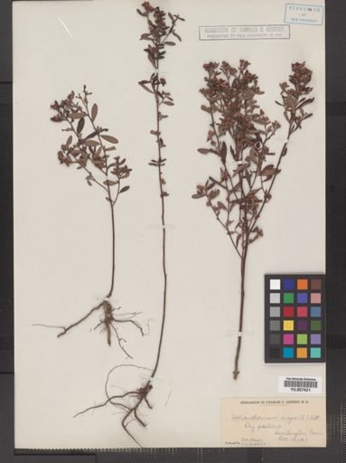 Helianthemum bicknellii