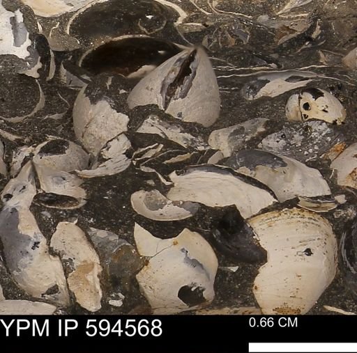 Protocardia sp.