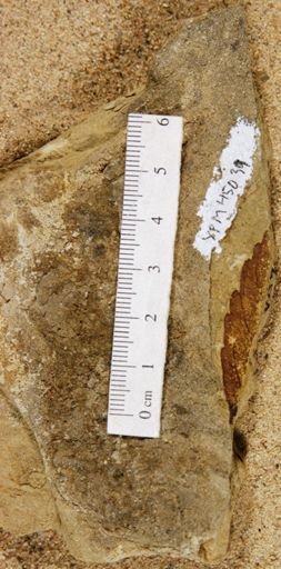 Ascarinites communis
