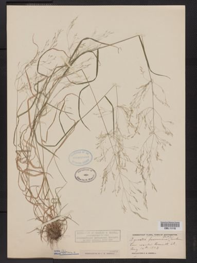 Agrostis perennans