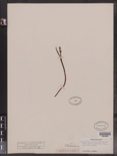 Botrychium simplex