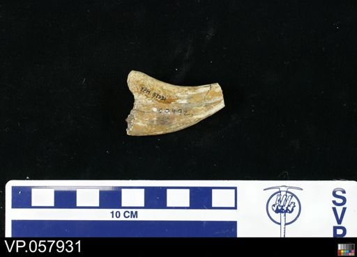 Theropoda