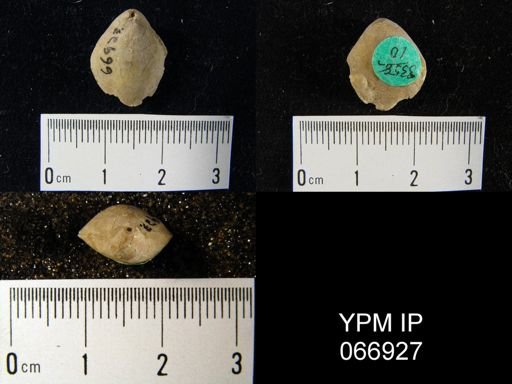 Centronella navicella