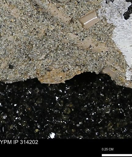 undet. Scaphopoda
