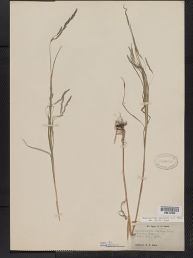 Muhlenbergia mexicana