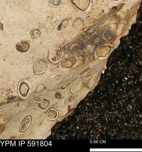 Serpulidae