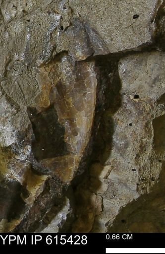 Inoceramus sp.