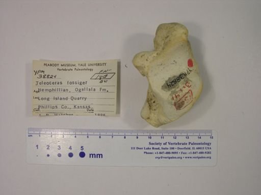 Teleoceras fossiger