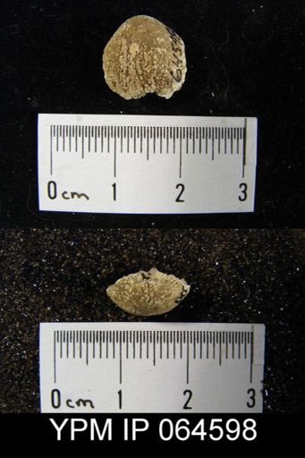 Sieberella roemeri