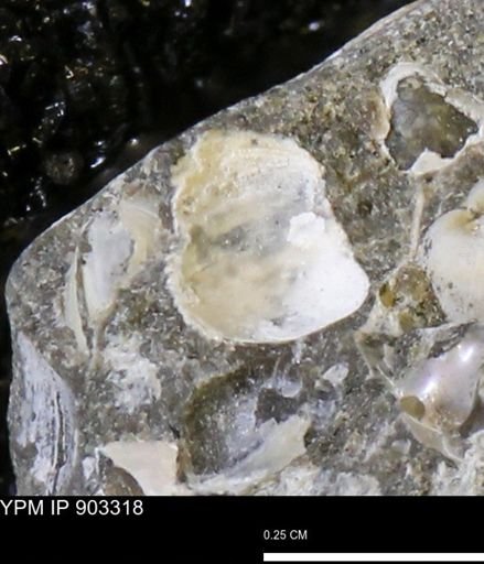 undet. Mollusca