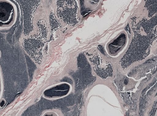 Pleistophora macrozoarcides