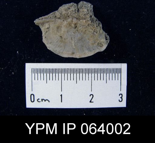 Leptaena tennesseensis