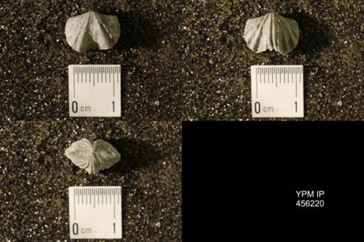 Platystrophia biforata
