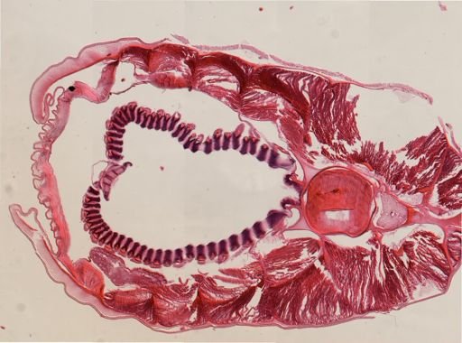 Branchiostoma