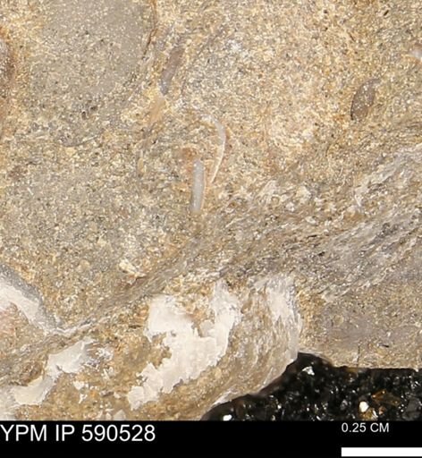 Ostreacea