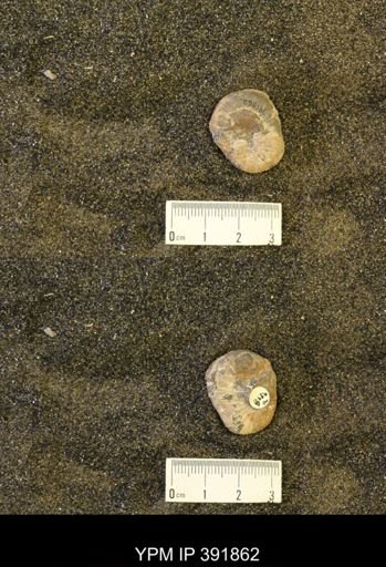 Scaphites whitfieldi