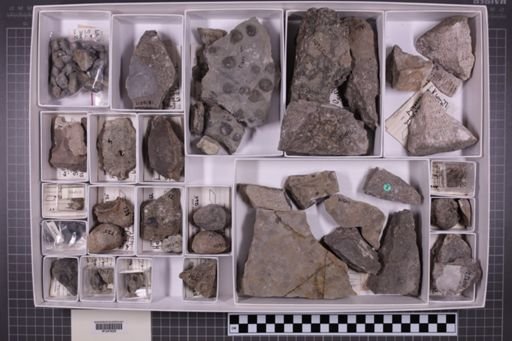 mixed taxa, stratigraphic collection