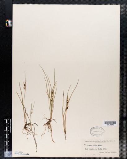 Carex aurea