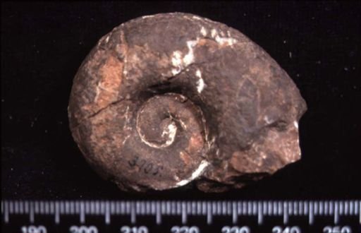 Syringoceras subcarobinus