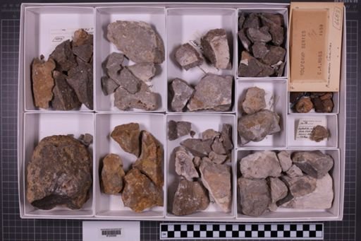 mixed taxa, stratigraphic collection