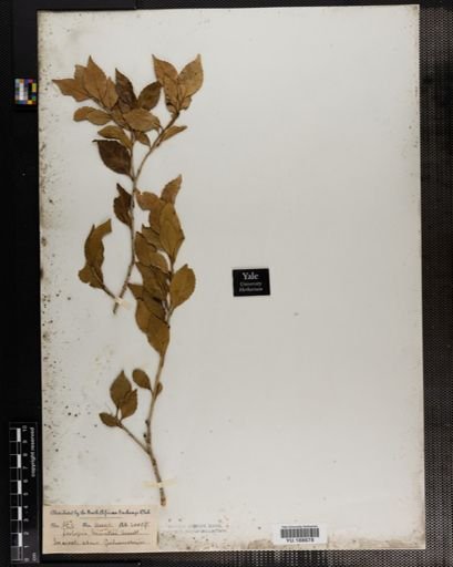 Plantae