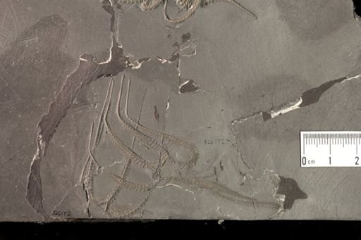 Furcaster palaeozoicus