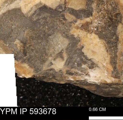 Baculites sp.