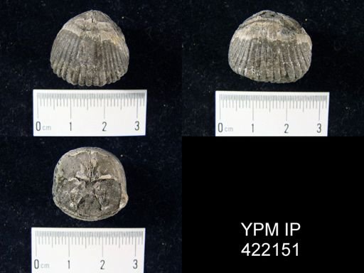 Uncinulus mutabilis