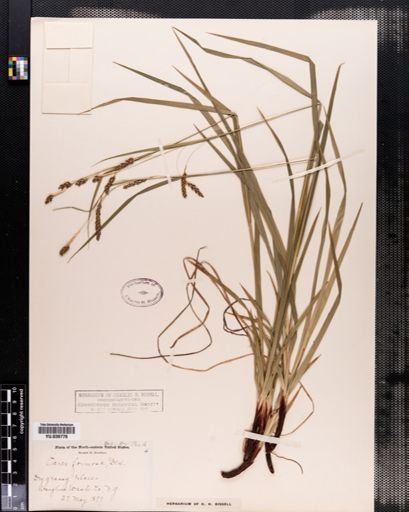 Carex formosa