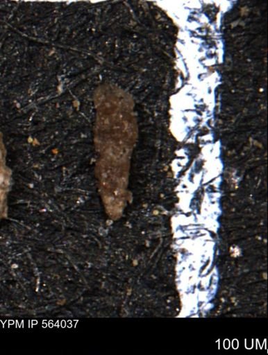 Verneuilinoides hectori
