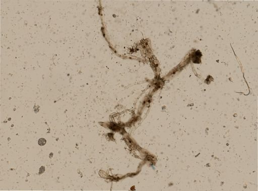 Synnotum aegyptiacum