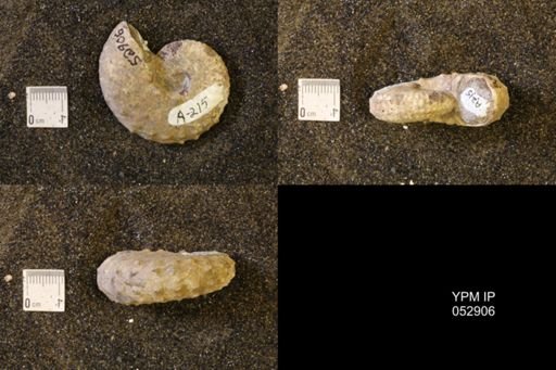 Discoscaphites gulosus