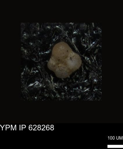 undet. Foraminiferida