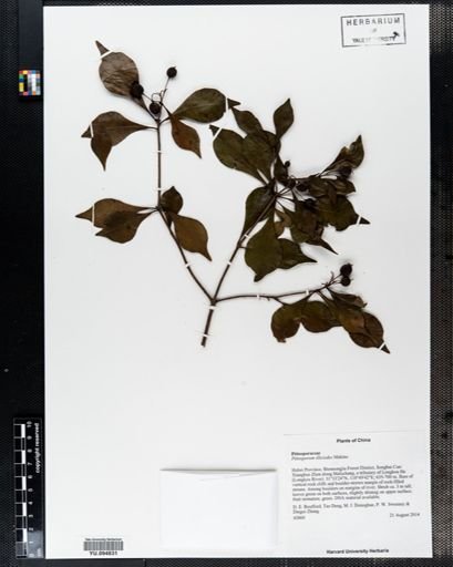 Zanthoxylum dimorphophylum