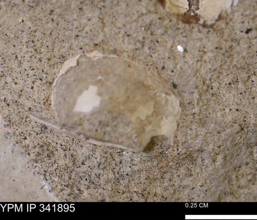 undet. Bivalvia