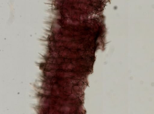 Clathria pennata