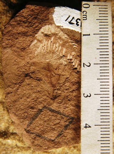 Carpites sp.