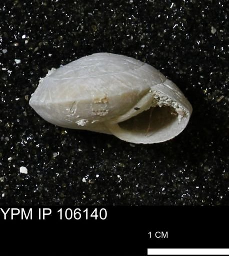 Poecilozonites bermudensis zonatus