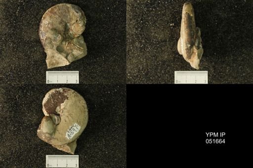 Hoploscaphites nicolletii