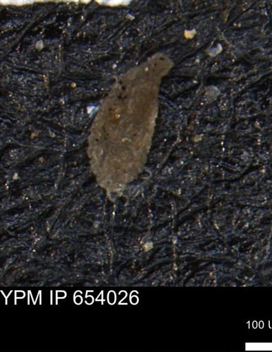 Miliammina manitobensis