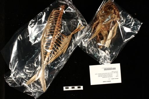 Caranx crysos