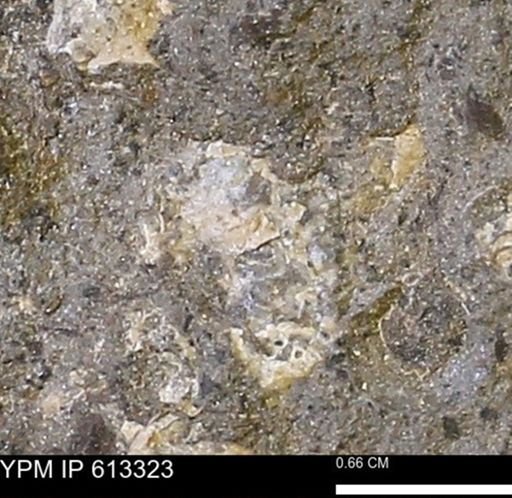 Scaphites sp.