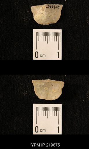 Chonetes granulifer
