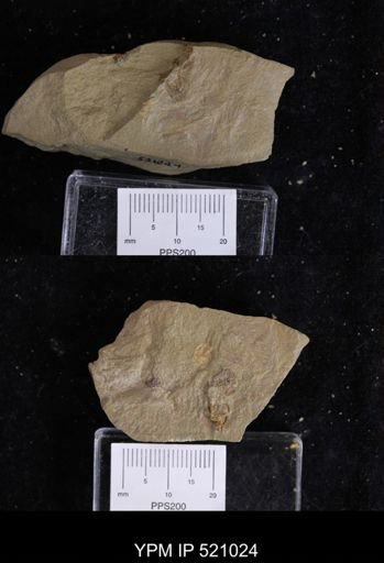 undet. Porifera