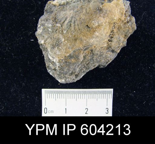 Spirifer sp.