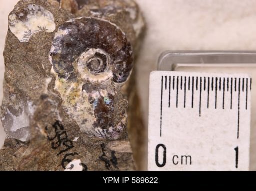 Hoploscaphites comprimus