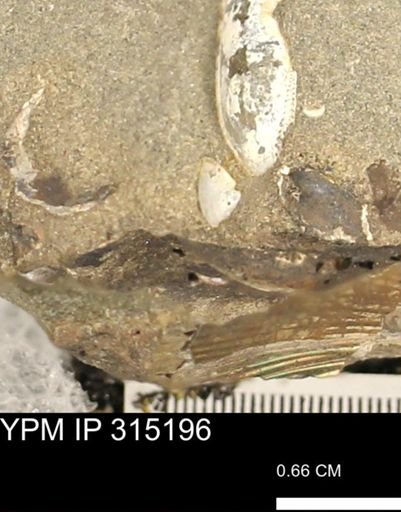 undet. Bivalvia