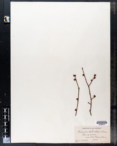 Lindera benzoin